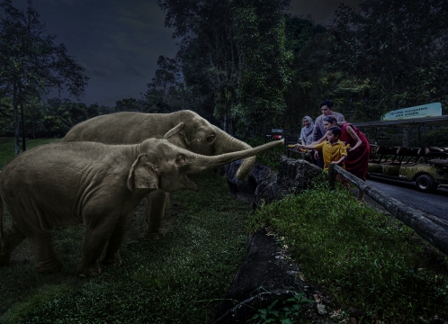 ナイトサファリ